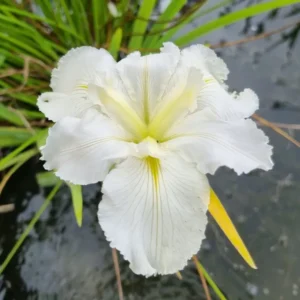 iris louisiana white umbrella
