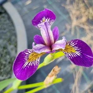 Iris pseudacorus Holden's Child