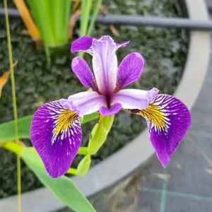 Iris pseudacorus Holden's Child