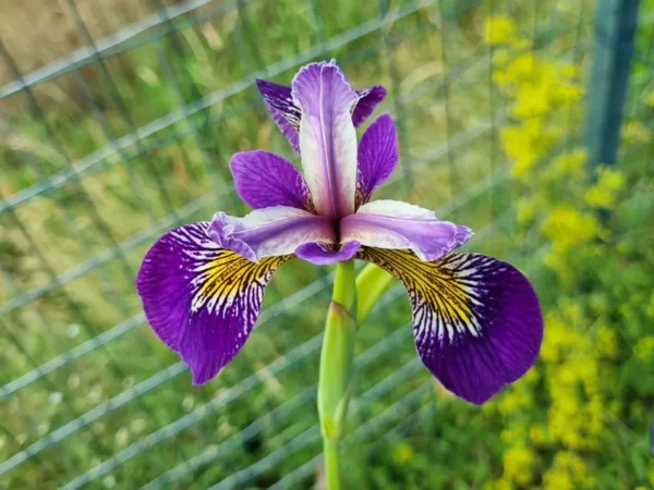 Iris pseudacorus Holden's Child