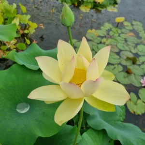 nelumbo ai jiangnan