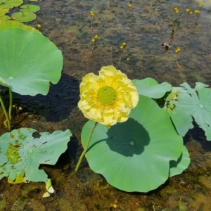 nelumbo gold and jade peony