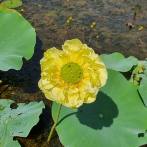 nelumbo gold and jade peony