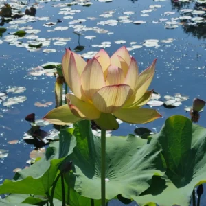 nelumbo sunrise brocade