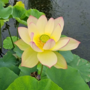 nelumbo sunrise brocade