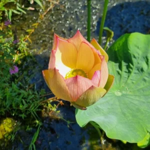 nelumbo sunrise brocade