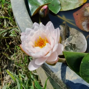 nymphaea bangkok candy