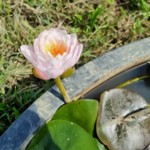 nymphaea bangkok candy