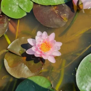 nymphaea bangkok candy