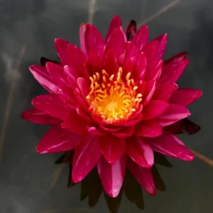 nymphaea bangkok miracle