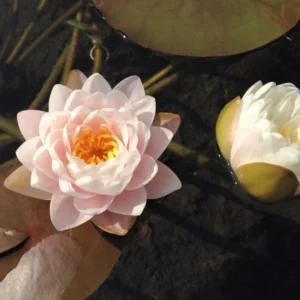 nymphaea bangkok sakura
