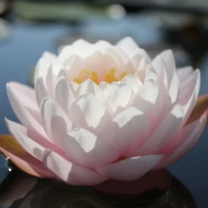 nymphaea bangkok sakura