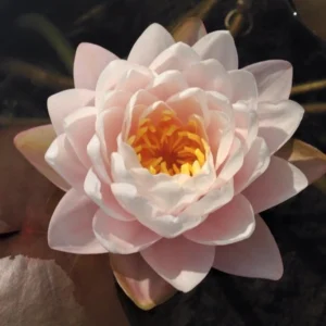 nymphaea bangkok sakura