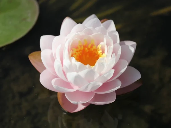 nymphaea bangkok sakura