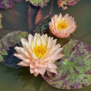 nymphaea bangkok sun spark