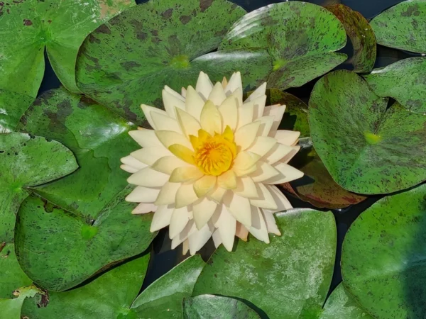 nymphaea bangkok sun spark