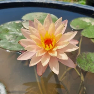 nymphaea bangkok sunshine