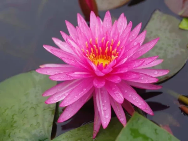 nymphaea chat rat