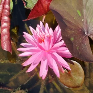 nymphaea chat rat