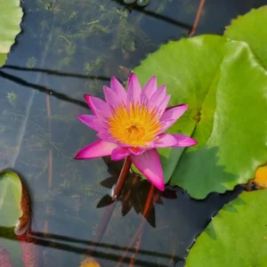 nymphaea dangmamuea