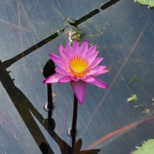 nymphaea dangmamuea