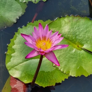 nymphaea dangmamuea