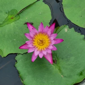 nymphaea dangmamuea