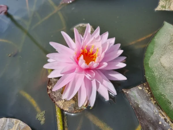nymphaea jakkapan