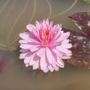 nymphaea jakkapan