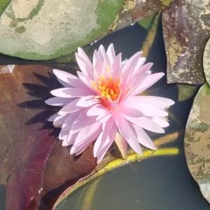 nymphaea jakkapan