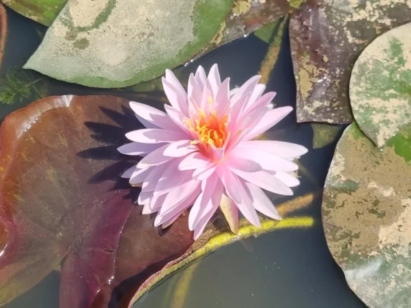 Ninfea Rustica BANGKOK Rosa &ndash; Rizoma Per Laghetto &ndash; Pianta Acquatica Da Esterno
