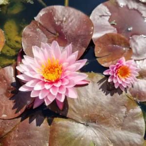 nymphaea nipaporn