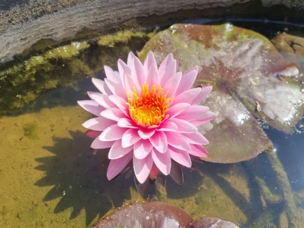 nymphaea nipaporn