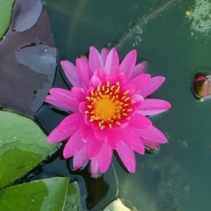 nymphaea siriporn