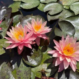 nymphaea sunfire