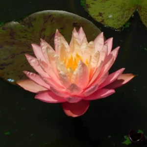 nymphaea sunfire