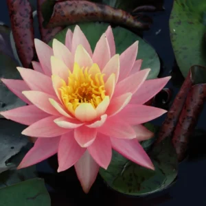 nymphaea sunfire