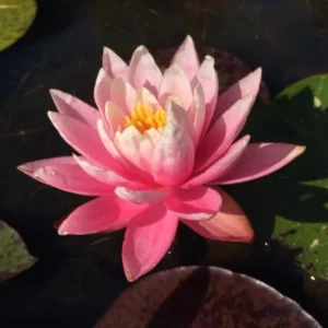 nymphaea white hot