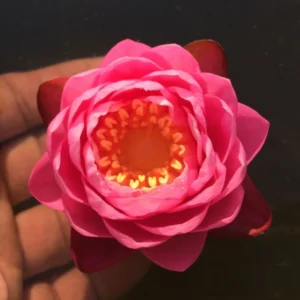 nymphaea wichaya
