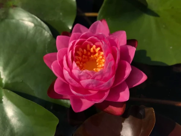 nymphaea wichaya
