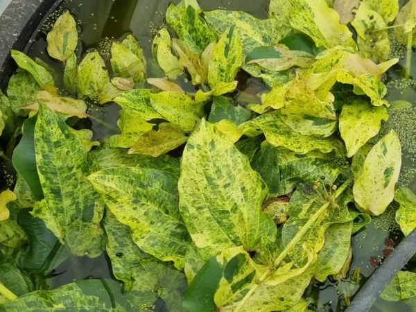 echinodorus variegatus