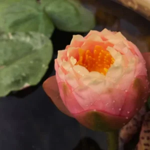 nymphaea golden goblet