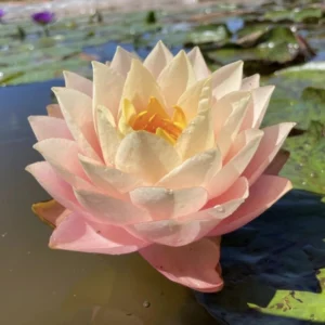 nymphaea golden goblet