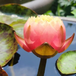 nymphaea golden goblet