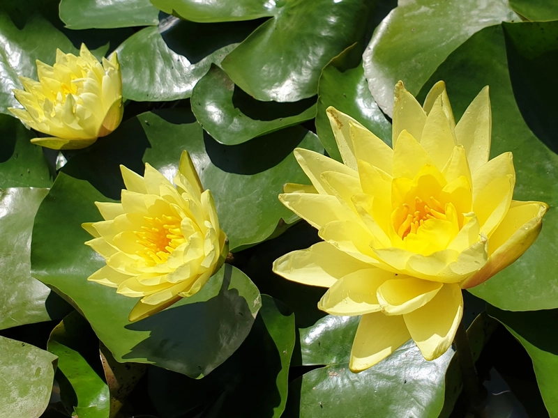 Nymphaea Rustica - Bianca - Pygmaea Alba - Azienda Agricola Tesi Fabio - Foto 6