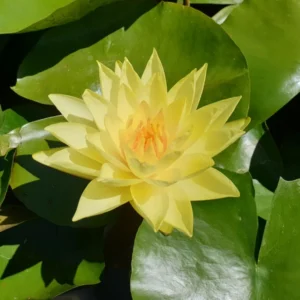 nymphaea-golden-plate