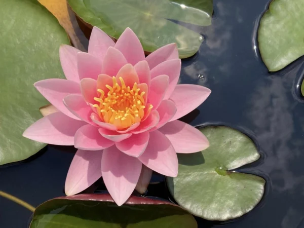 nymphaea martha