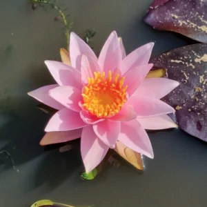 nymphaea millenium pink