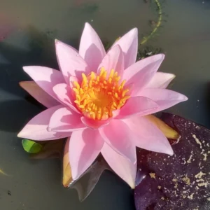nymphaea millenium pink