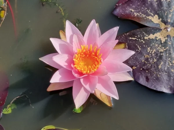 nymphaea millenium pink